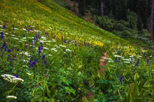 Coal Bank Pass wildflowers-2492 Coal Bank Pass wildflowers-2492